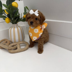 Sandy - FBB Toy Goldendoodle Puppy - BPPP Litter --_