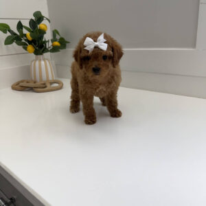 Sandy - FBB Toy Goldendoodle Puppy - BPPP Litter --_