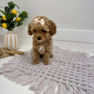 Sangria - Toy Mini Goldendoodle Puppy - PPP Litter --_