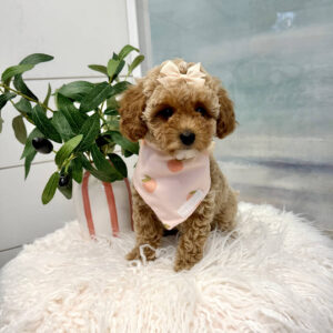 Sangria - Toy Mini Goldendoodle Puppy - PPP Litter --_