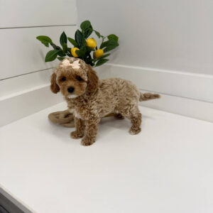 Sangria - Toy Mini Goldendoodle Puppy - PPP Litter --_