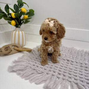 Sangria - Toy Mini Goldendoodle Puppy - PPP Litter --_