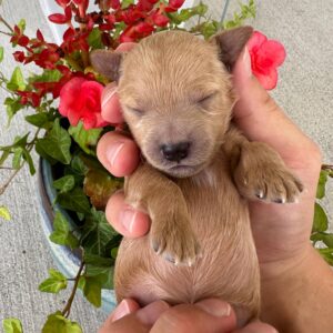 Sapphire - Female Toy Micro Goldendoodle