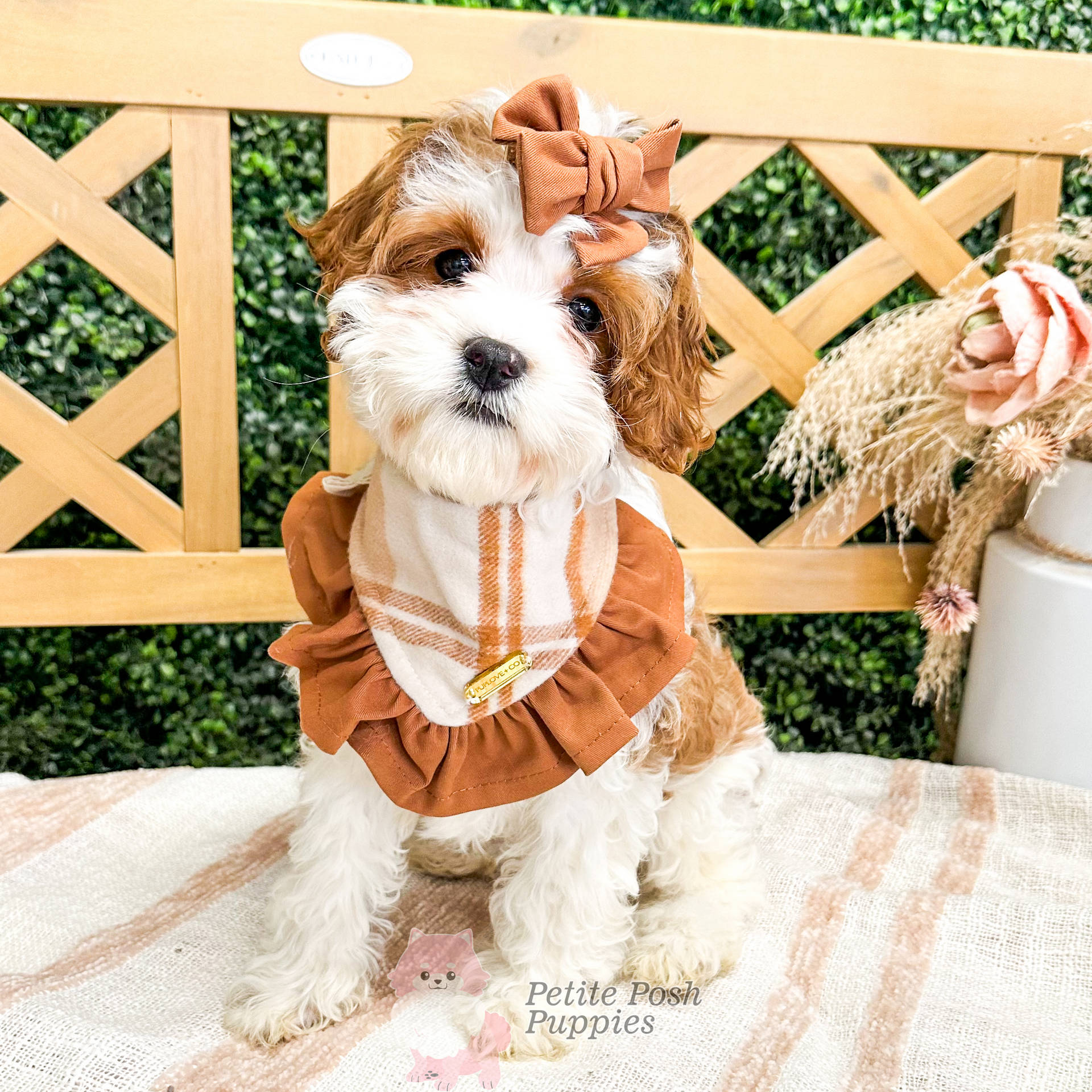 Savannah - CKC F bright white & red Cavapoo - Guardian