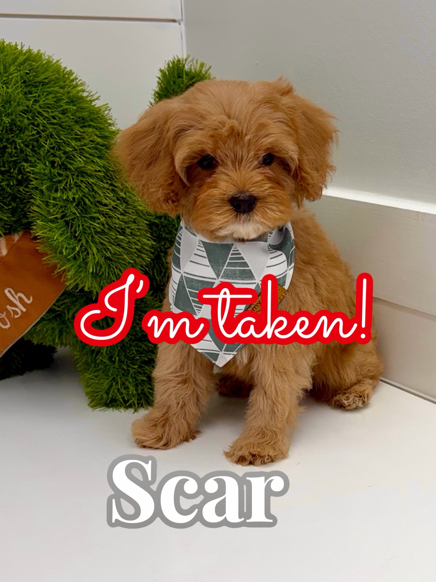 Scar - FB Cavapoo Puppy - BPPP Litter -- - Forever Home in Memphis- TN