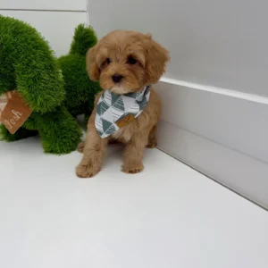 Scar - FB Cavapoo Puppy - BPPP Litter --_