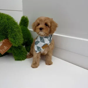 Scar - FB Cavapoo Puppy - BPPP Litter --_