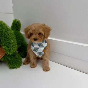 Scar - FB Cavapoo Puppy - BPPP Litter --_