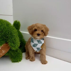 Scar - FB Cavapoo Puppy - BPPP Litter --_