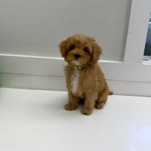 Scar - FB Cavapoo Puppy - BPPP Litter --_