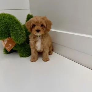 Scar - FB Cavapoo Puppy - BPPP Litter --_
