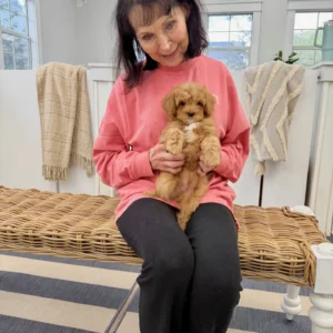 Scar - FB Cavapoo Puppy - BPPP Litter --_