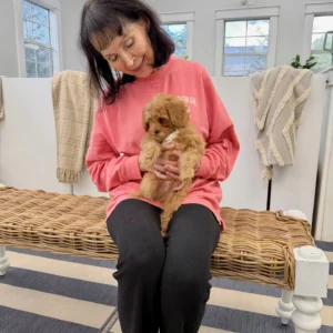 Scar - FB Cavapoo Puppy - BPPP Litter --_