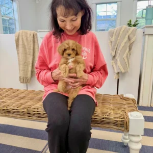 Scar - FB Cavapoo Puppy - BPPP Litter --_