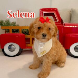 Selena - Female FB Cavapoo - BPPP