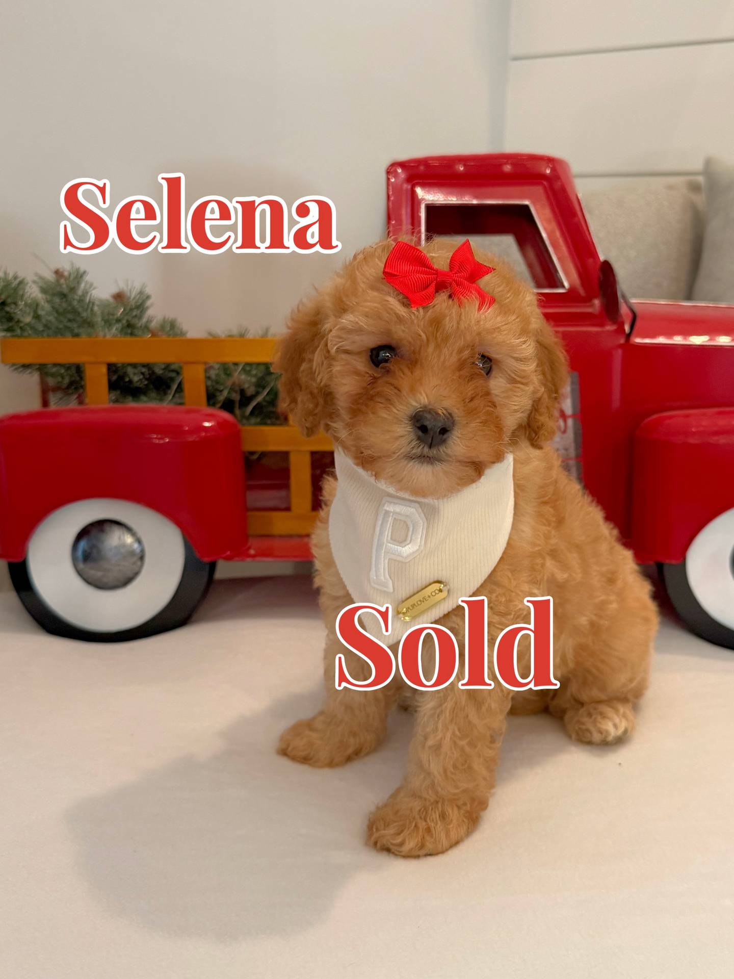 Selena - Female FB Cavapoo - BPPP - Forever Home in Cumming- GA