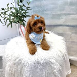 Selma - F Cavapoo - BPPP Litter --_