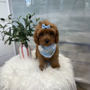 Selma - F Cavapoo - BPPP Litter --_