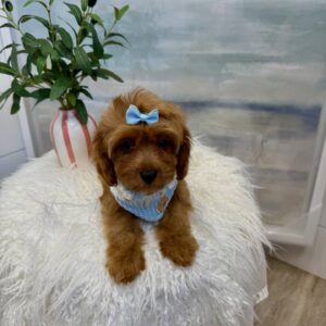 Selma - F Cavapoo - BPPP Litter --_