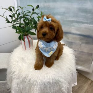 Selma - F Cavapoo - BPPP Litter --_