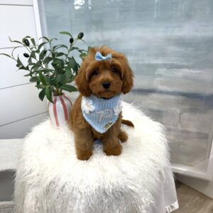 Selma - F Cavapoo - BPPP Litter --_
