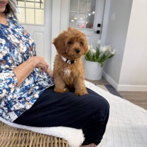 Selma - F Cavapoo - BPPP Litter --_