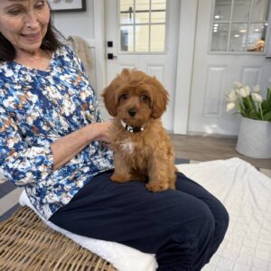 Selma - F Cavapoo - BPPP Litter --_