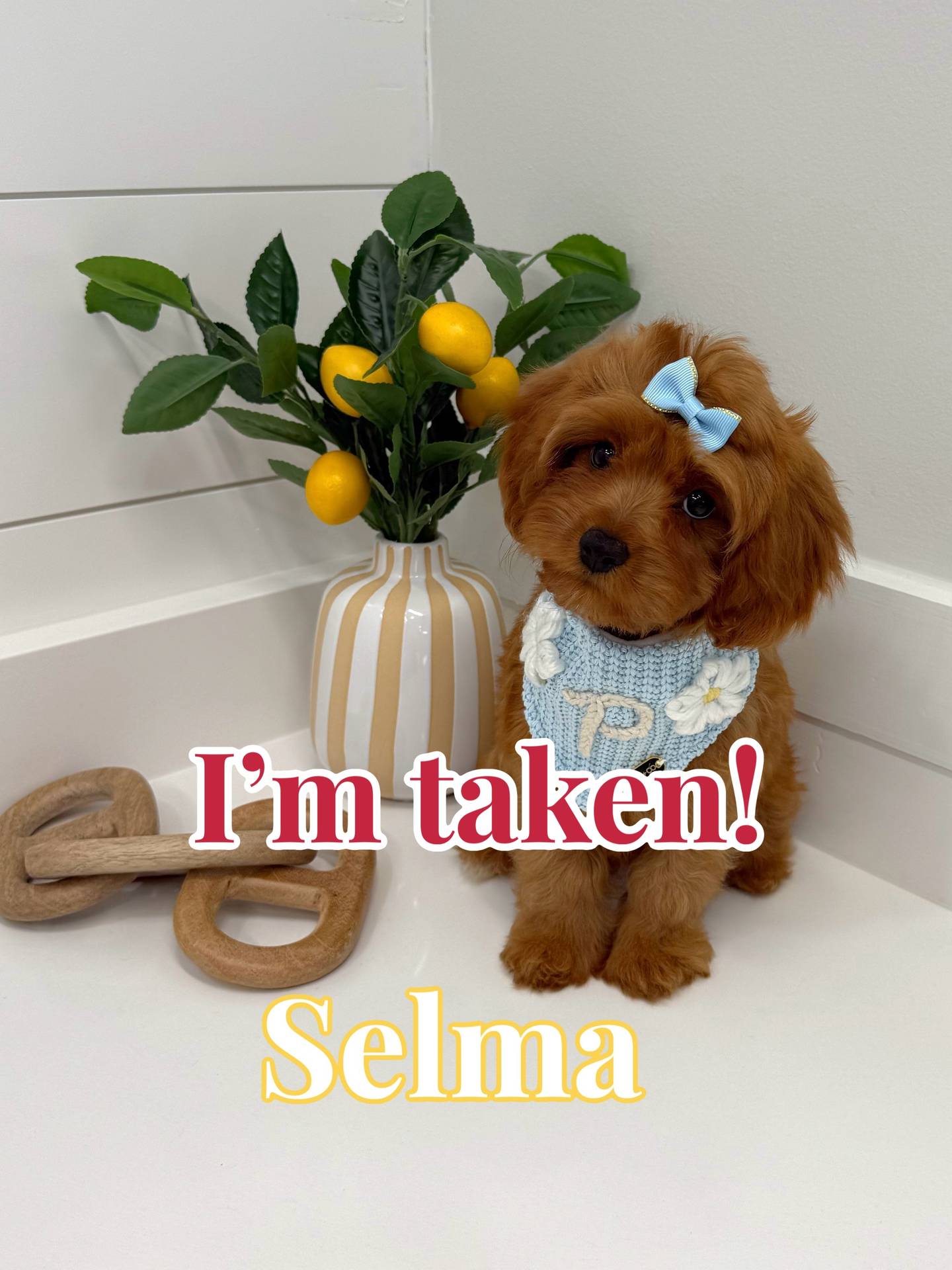 Selma - F Cavapoo - BPPP Litter --_Forever Home in Washington DC