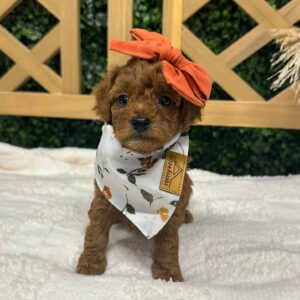 Shania Twain - FBB Toy Goldendoodle - Petite Posh Puppies