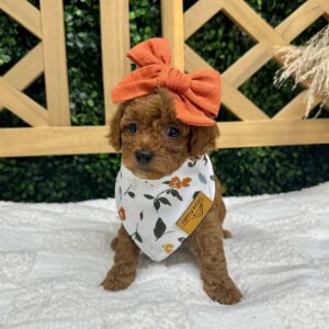 Shania Twain - FBB Toy Goldendoodle - Petite Posh Puppies_