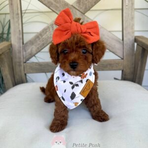 Shania Twain F1BB Toy Goldendoodle Petite Posh Puppies 4