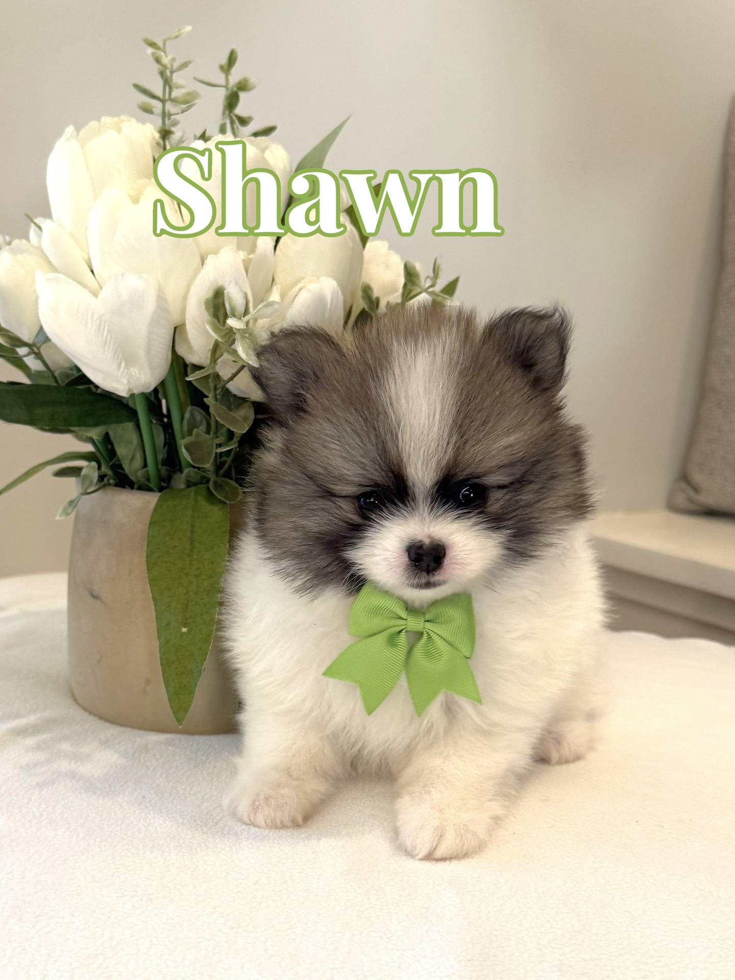 Shawn - AKC Pomeranian_