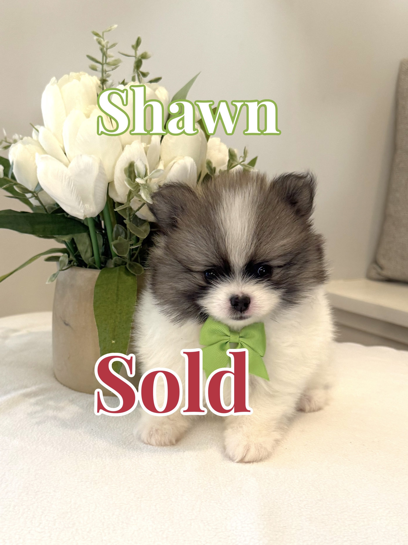 Shawn - AKC Pomeranian_Forever Home in Dripping Springs TX