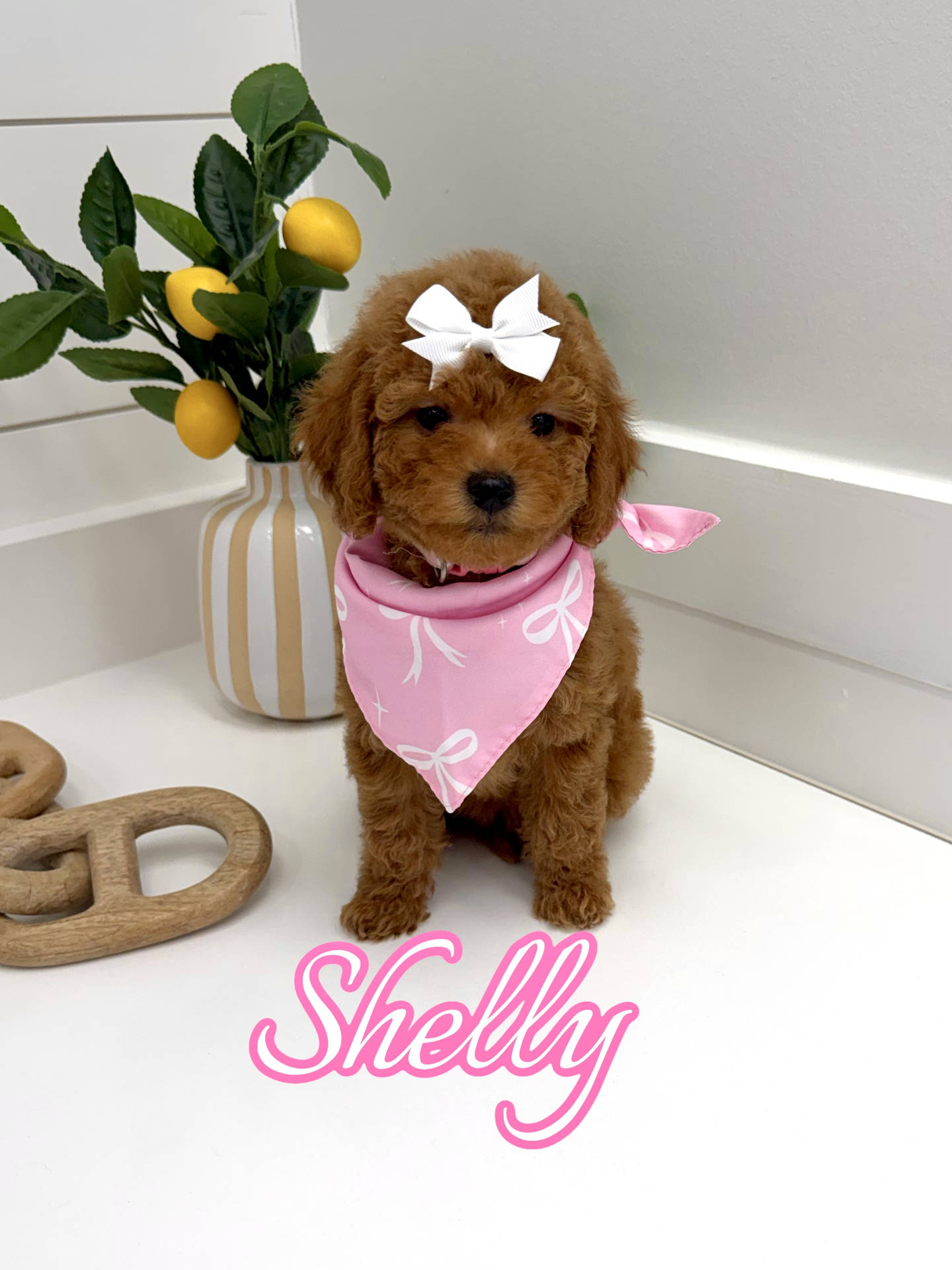 Shelly - FBB Toy Goldendoodle Puppy - BPPP Litter --_