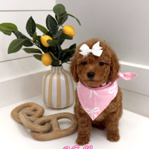 Shelly - FBB Toy Goldendoodle Puppy - BPPP Litter --_