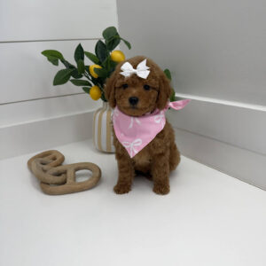 Shelly - FBB Toy Goldendoodle Puppy - BPPP Litter --_