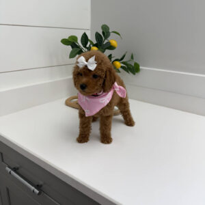 Shelly - FBB Toy Goldendoodle Puppy - BPPP Litter --_