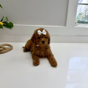Shelly - FBB Toy Goldendoodle Puppy - BPPP Litter --_