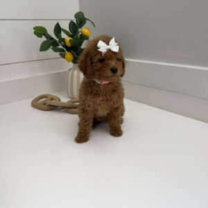 Shelly - FBB Toy Goldendoodle Puppy - BPPP Litter --_
