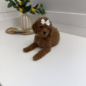 Shelly - FBB Toy Goldendoodle Puppy - BPPP Litter --_