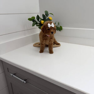 Shelly - FBB Toy Goldendoodle Puppy - BPPP Litter --_