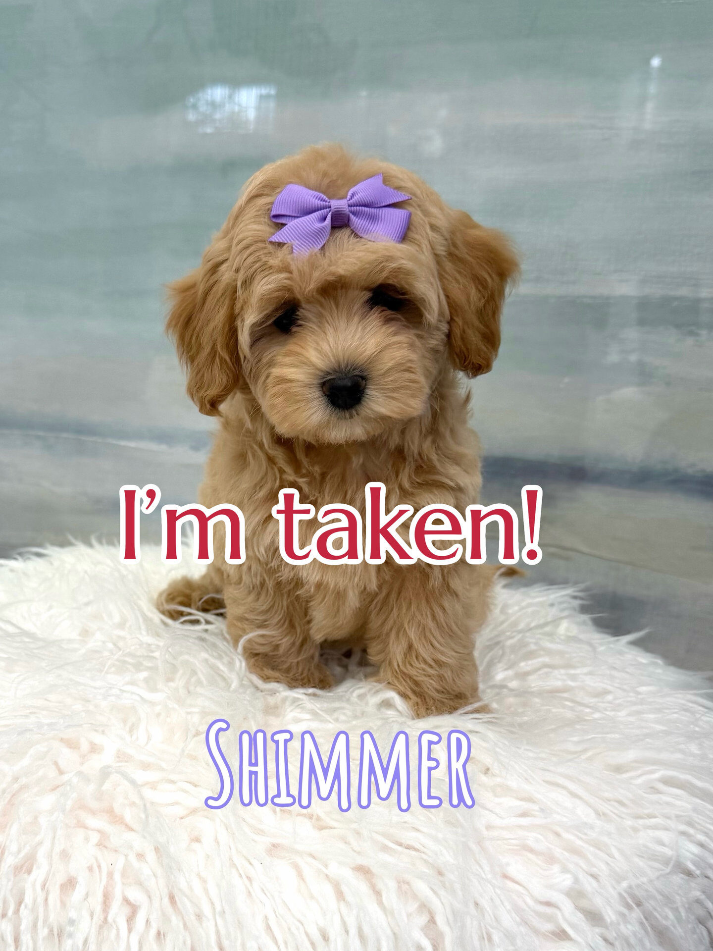 Shimmer - F Maltipoo Puppy - BPPP Litter --_Forever Home in New York- NY