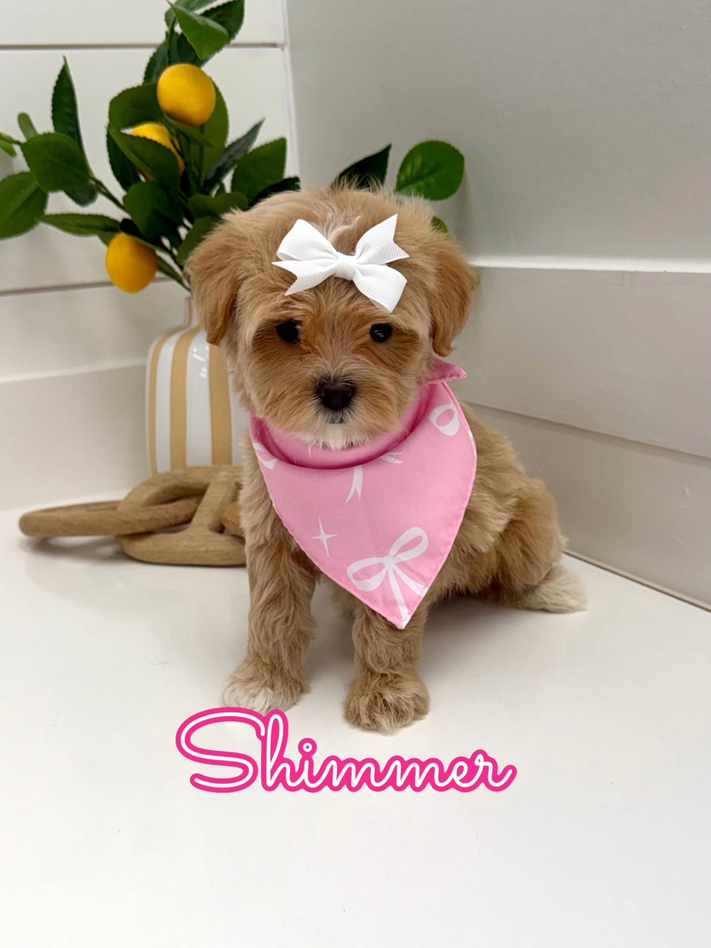 Shimmer - F Maltipoo Puppy - Litter --_