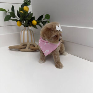 Shimmer - F Maltipoo Puppy - Litter --_
