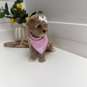 Shimmer - F Maltipoo Puppy - Litter --_