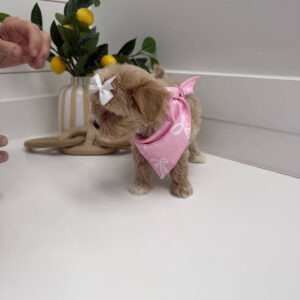 Shimmer - F Maltipoo Puppy - Litter --_