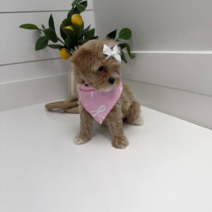 Shimmer - F Maltipoo Puppy - Litter --_