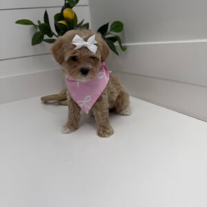 Shimmer - F Maltipoo Puppy - Litter --_