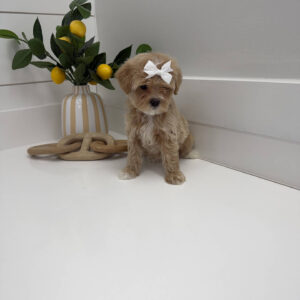 Shimmer - F Maltipoo Puppy - Litter --_