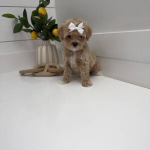 Shimmer - F Maltipoo Puppy - Litter --_
